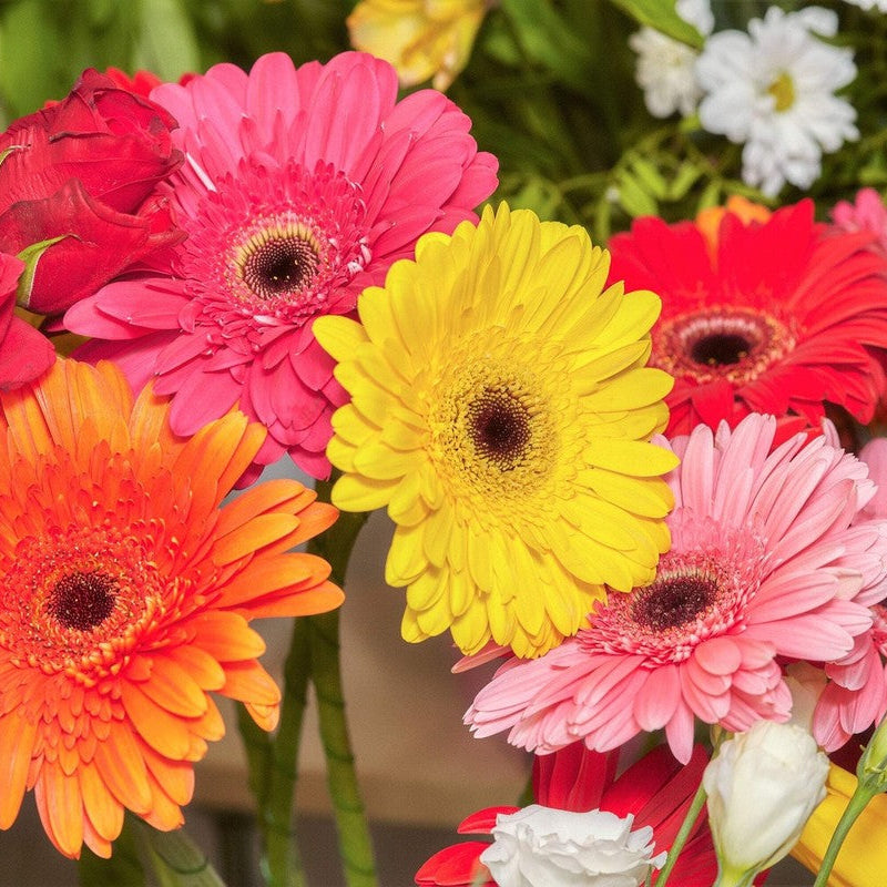 Gerbera Flower Seeds for Planting ¨C Large Blooming Ornamental Garden Variety Heirloom Non-GMO Seeds