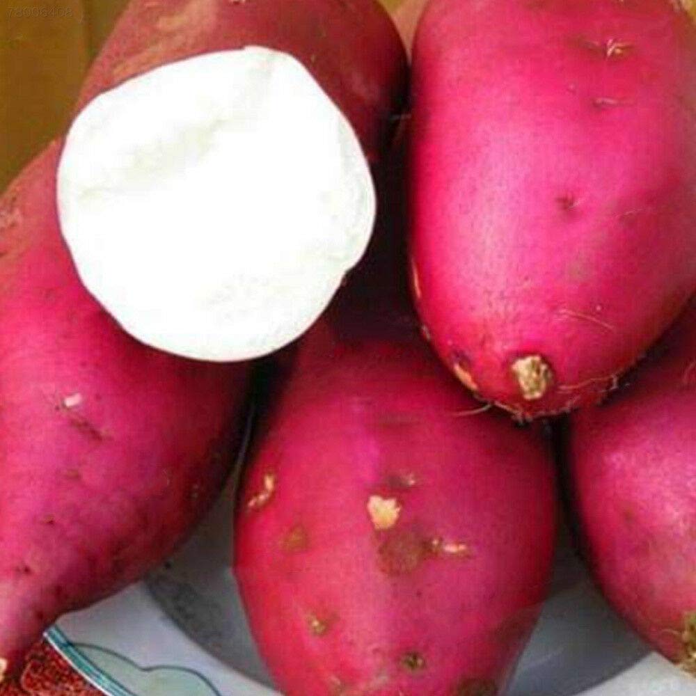 Giant Sweet Potato Ipomoea Batatas Seeds for Planting, Premium Seeds | Heirloom Non-GMO