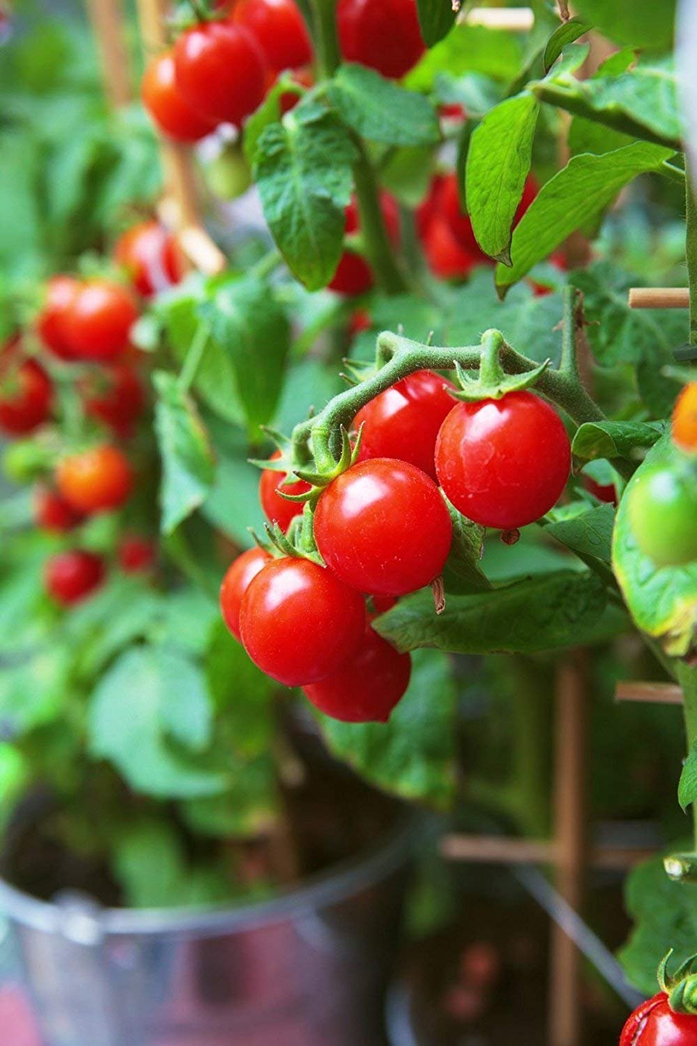 Grape Cherry Tomato Seeds for Planting, Premium Vegetable Seeds | Heirloom Non-GMO