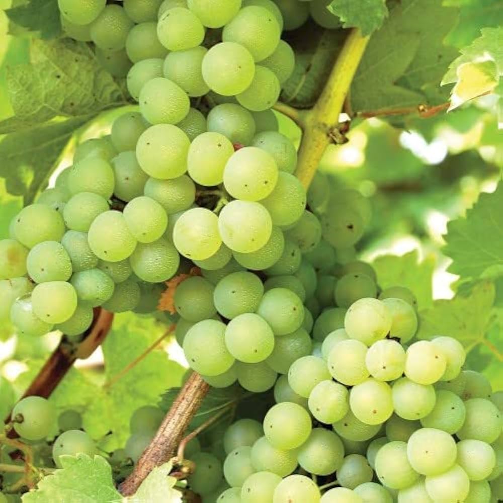 Vitis vinifera Grapevine Seeds for Planting in Backyard Garden and Vineyard Fruit Vine Seeds for Home Gardens, Trellises & Outdoor Growing