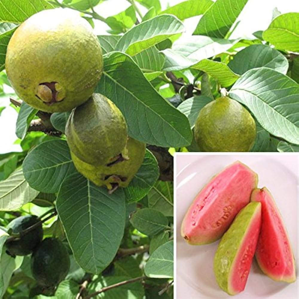 Guava Seeds for Planting Psidium Guajava for Tropical Gardens Tropical Fruit Seeds for Home Gardens, Containers & Outdoor Growing