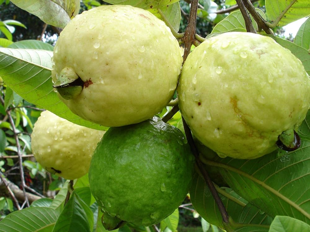 Guava Psidium Guajava Fruit Seeds (Guavenfruchtsamen) Tropical Fruit Seeds for Home Gardens, Containers & Outdoor Growing