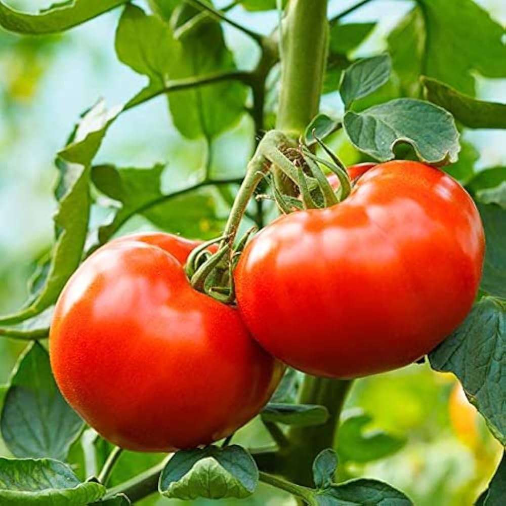 Giant Heirloom Tomato Seeds for Planting, Vegetable Seeds | Heirloom Non-GMO