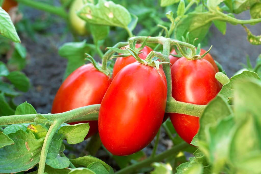 Heirloom Mexican Tomato Solanum lycopersicum Seeds for Planting in Veggie Gardens for Planting, Vegetable Seeds | Heirlo