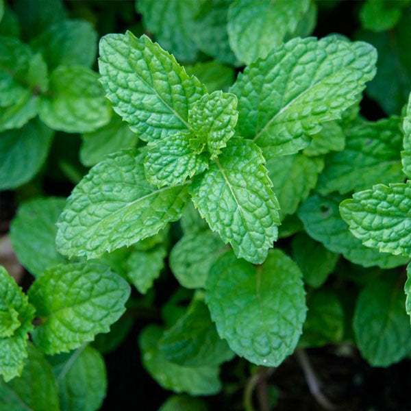 Peppermint Mentha piperita Plant Seeds for Planting in Herb Garden for Planting, Premium Vegetable Seeds | Heirloom Non-