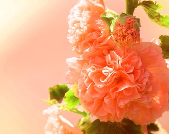 Double Orange Hollyhock Alcea rosea Seeds for Planting in Flower Bed & Garden Heirloom Non-GMO Seeds