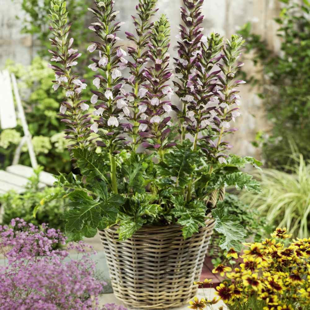 Acanthus Spinosus Acanthus spinosus Flower Seeds for Planting in Flower Bed Heirloom Non-GMO Seeds