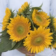 Sunrich Gold Helianthus annuus Sunflower Seeds for Planting in Garden Heirloom Non-GMO Seeds