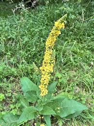 Agrimony Seeds for Planting Agrimonia eupatoria for wildflower meadows and herb gardens | Heirloom Non-GMO Flower Seeds for Home Gardens