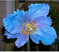 Himalayan Blue Poppy Seeds for Planting Meconopsis Betonicifolia for Cool Gardens Heirloom Non-GMO Seeds