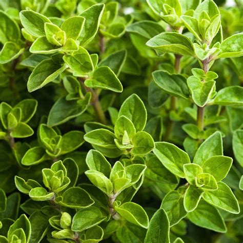 Oregano Herb Seeds ¨C Aromatic Culinary Perennial Variety