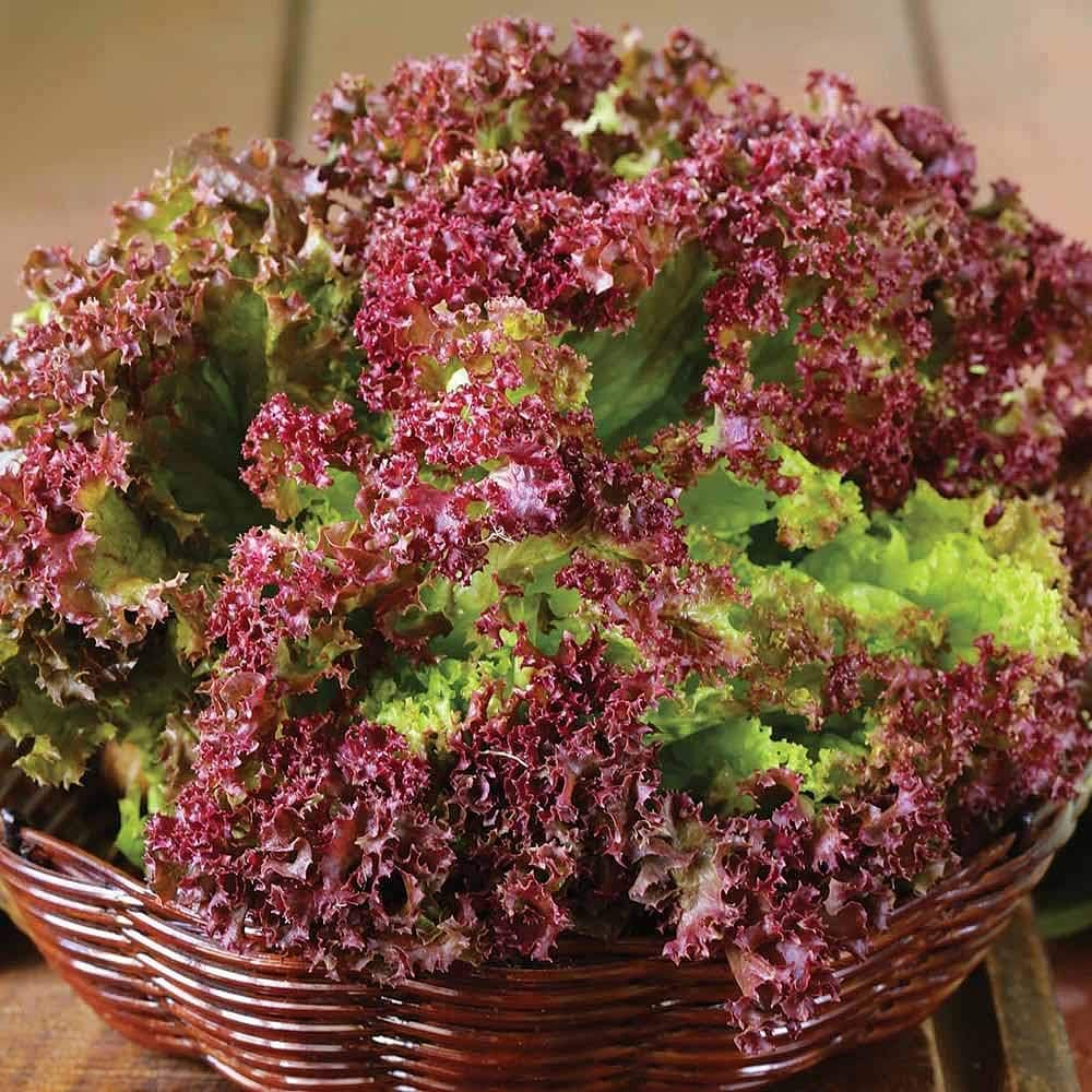 Lettuce Seeds for Planting Lactuca Sativa vegetable patch home garden for Planting, Premium Vegetable Seeds | Heirloom N
