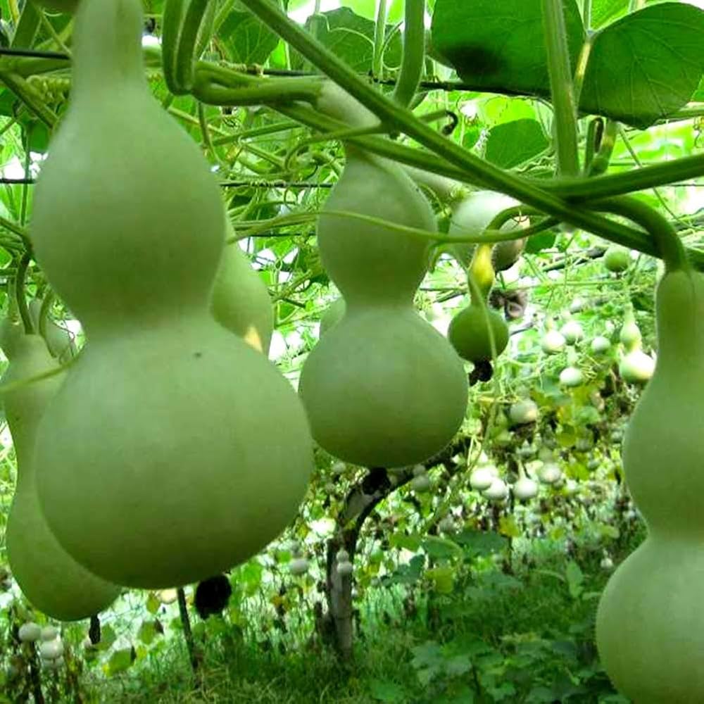 Lagenaria Pumpkin Lagenaria siceraria Plant Seeds for Planting for Vegetable Patch for Planting, Premium Seeds | Heirloo