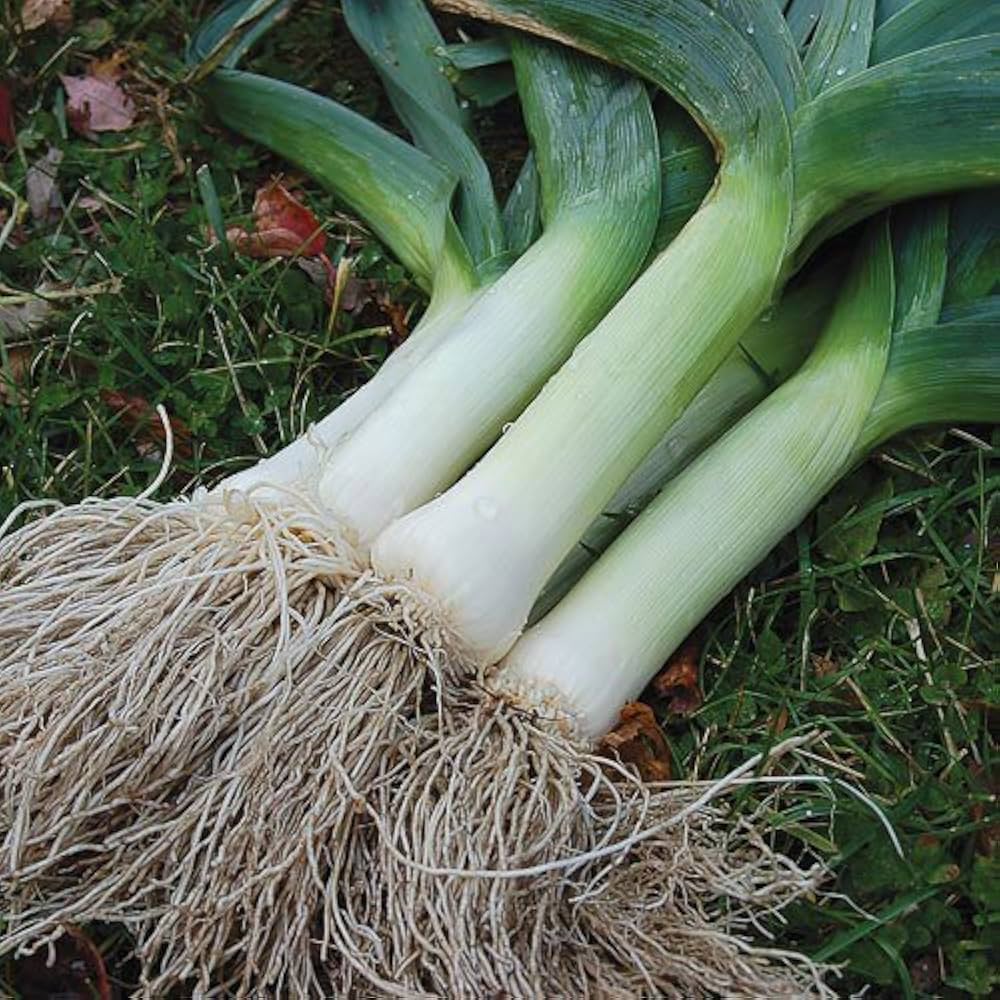 Leek Allium Porrum Vegetable Seeds for Planting, Premium Seeds | Heirloom Non-GMO