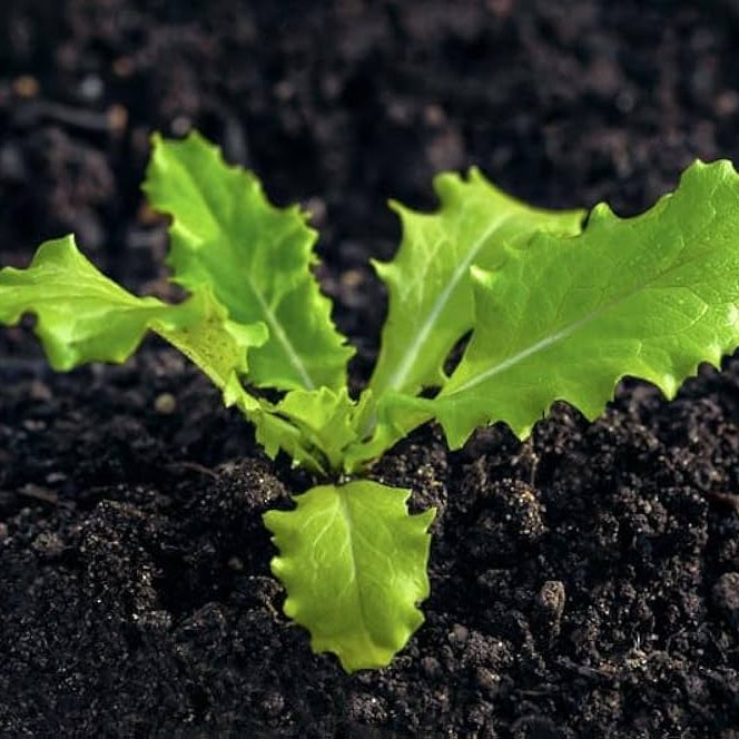 Lettuce Lactuca sativa Tree Seeds for Planting in Urban Garden and Home Garden for Planting, Premium Vegetable Seeds | H