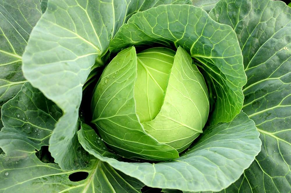 Macaroni Seeds for Planting Brassica Oleracea vegetable patch school garden for Planting, Premium Seeds | Heirloom Non-G
