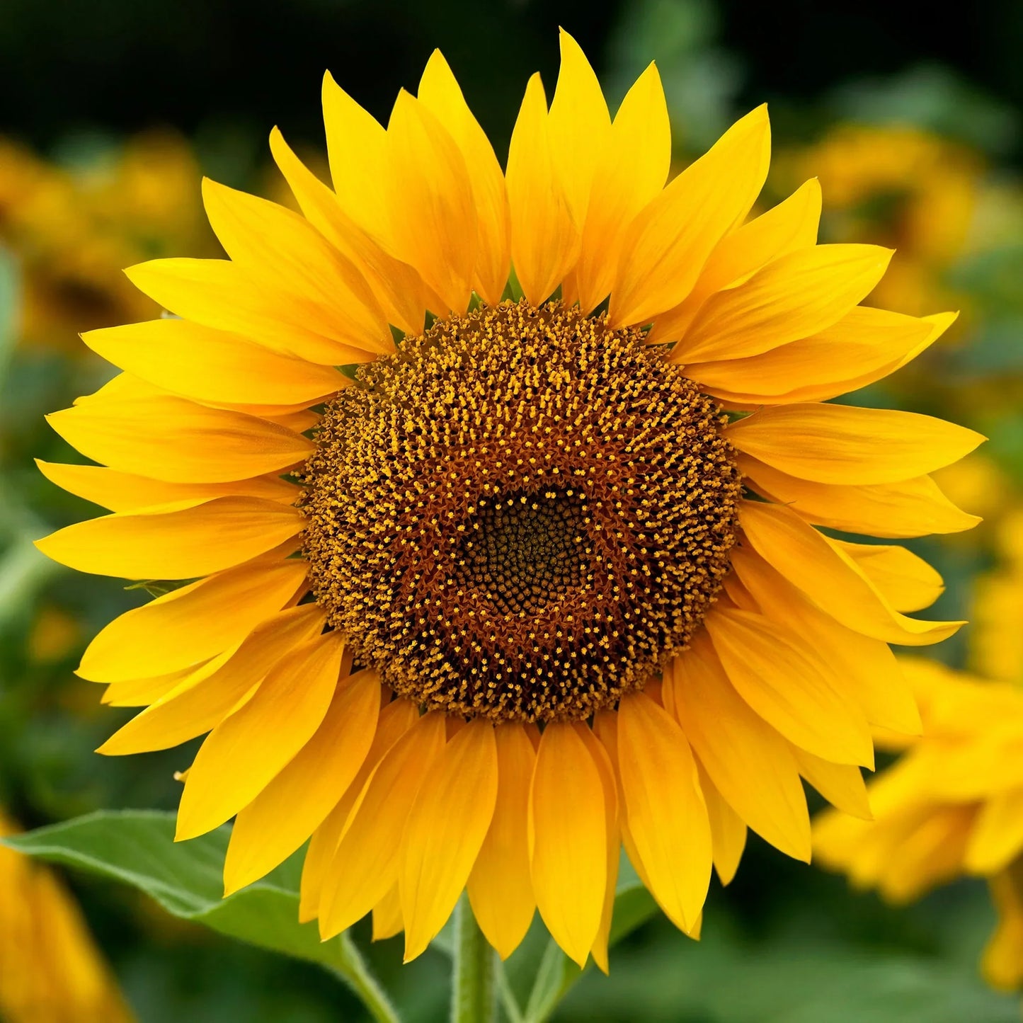 Mammoth Gray Stripe Sunflower Seeds ¨C Tall Giant Blooming Garden Variety
