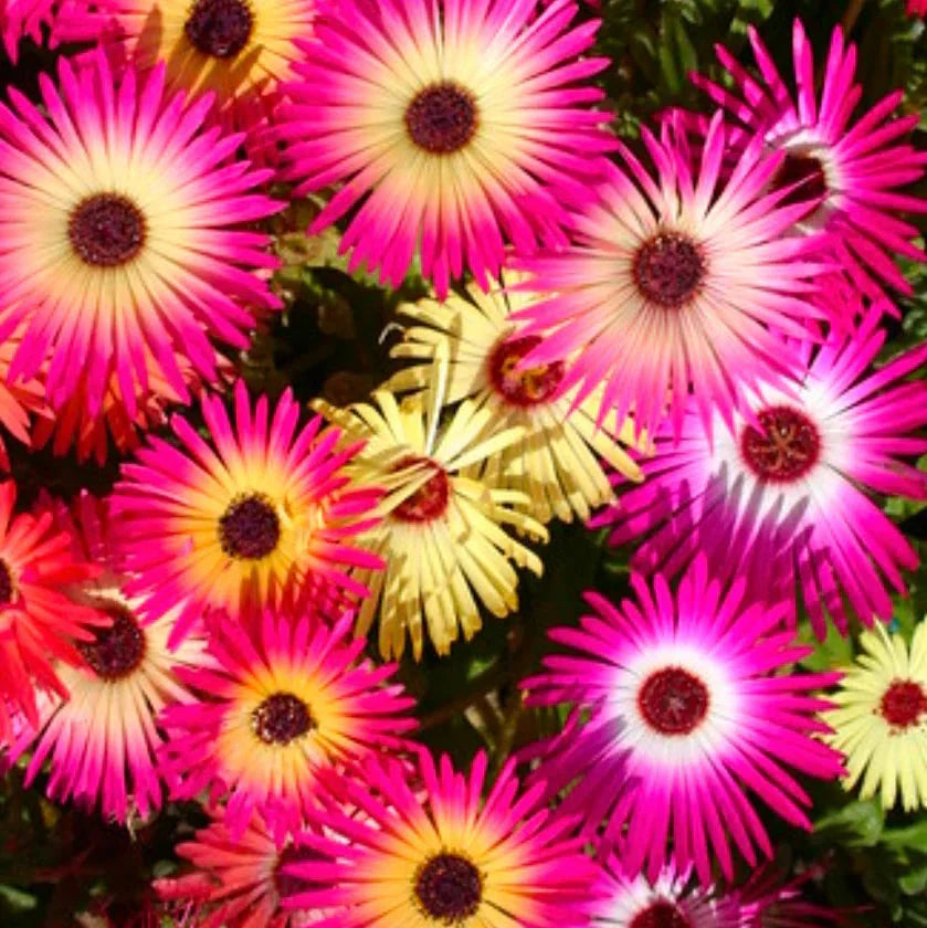 Mesembryanthemum Flower Seeds ¨C Drought-Tolerant Blooming Ground Cover Variety