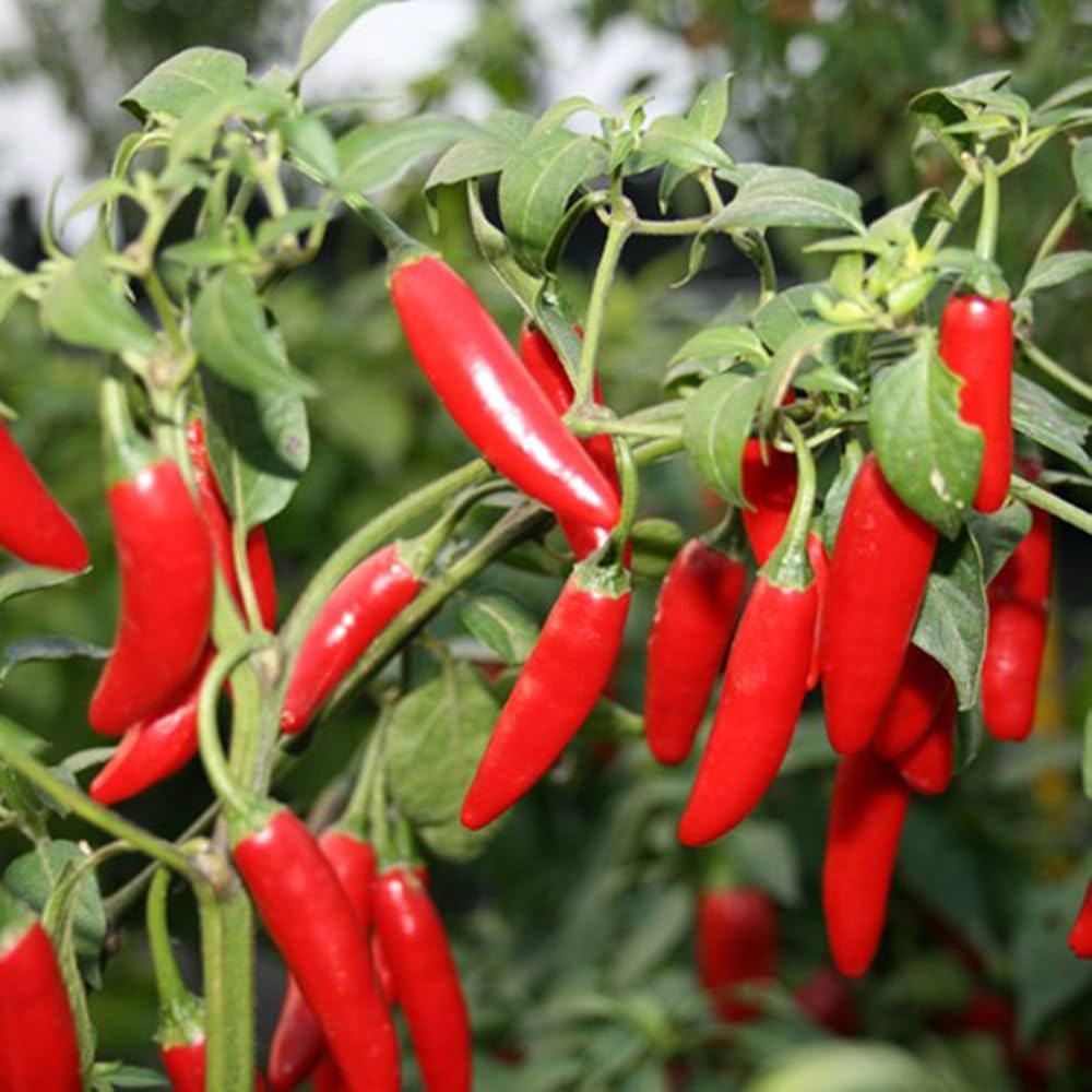 Mexican Pepper Seeds for Planting Capsicum Annuum vegetable patch spice garden for Planting, Premium Vegetable Seeds | H