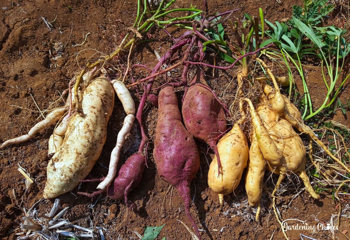 Mixed Sweet Potato Ipomoea batatas Vegetable Seeds for Planting in Vegetable Patch for Planting, Premium Seeds | Heirloo