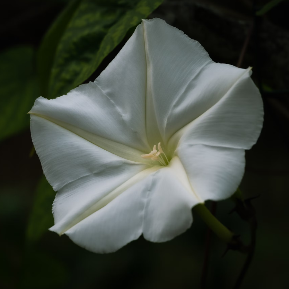 Moonflower Seeds ¨C Night-Blooming Fragrant Climbing Garden Variety