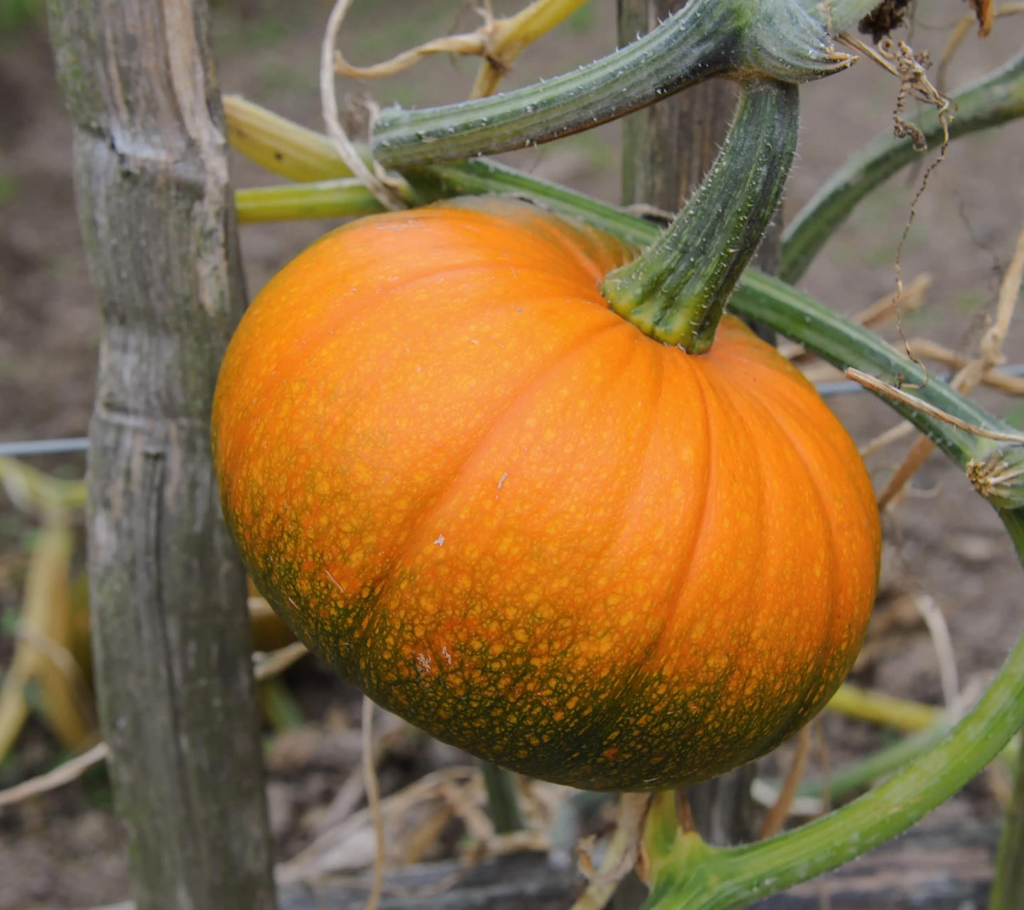 Pumpkin Seeds for Planting Cucurbita Pepo Mooregold organic vegetable patch farm plot for Planting, Premium Seeds | Heir