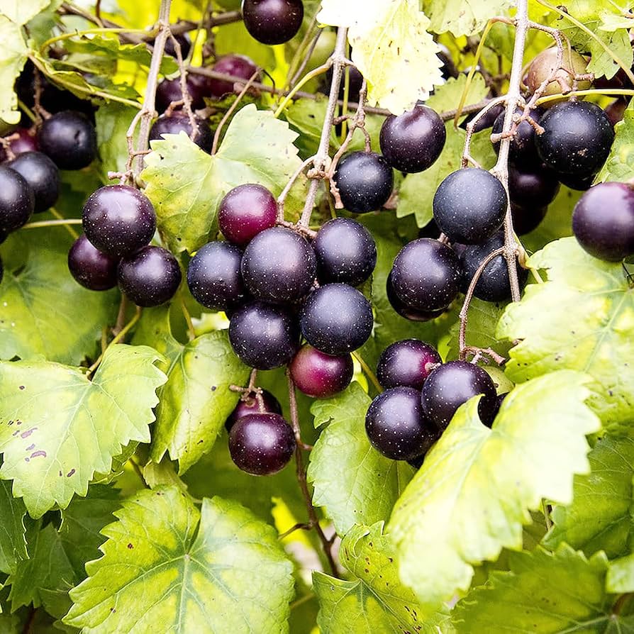 Muscadine Vitis rotundifolia Grape Seeds Fruit Vine Seeds for Home Gardens, Trellises & Outdoor Growing