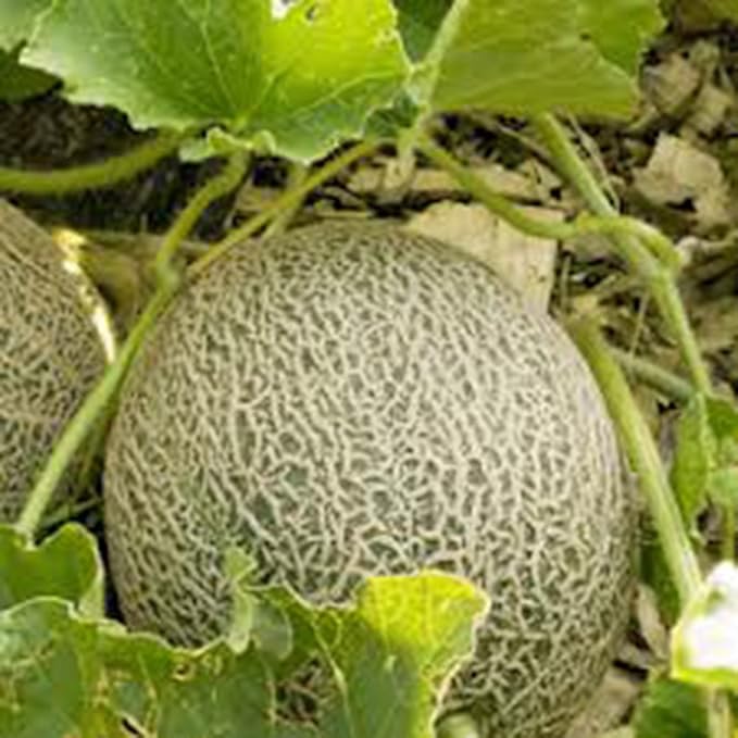 Musk Melon Cucumis melo Fruit Seeds for Planting in Tropical Garden Fruit Seeds for Home Gardens, Raised Beds & Outdoor Growing