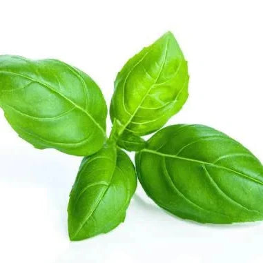 Sweet Basil Herb Seeds | Heirloom Non-GMO Herb Seeds for Home Gardens