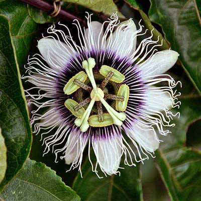Passion Fruit Vine Seeds ¨C Tropical Sweet Fruiting Garden Variety