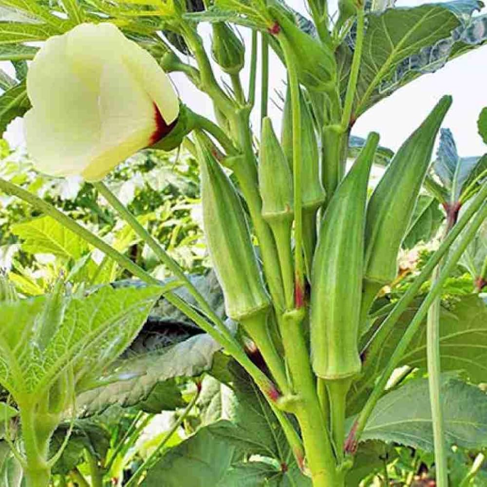 Okra Abelmoschus esculentus Seeds for Planting in Urban Garden and Backyard Farm for Planting, Premium Vegetable Seeds |