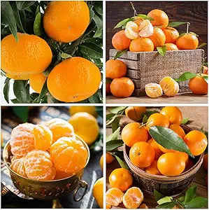 Orange Citrus sinensis Fruit Seeds for Planting in Garden and Orchard Fruit Seeds for Home Gardens, Containers & Outdoor Growing
