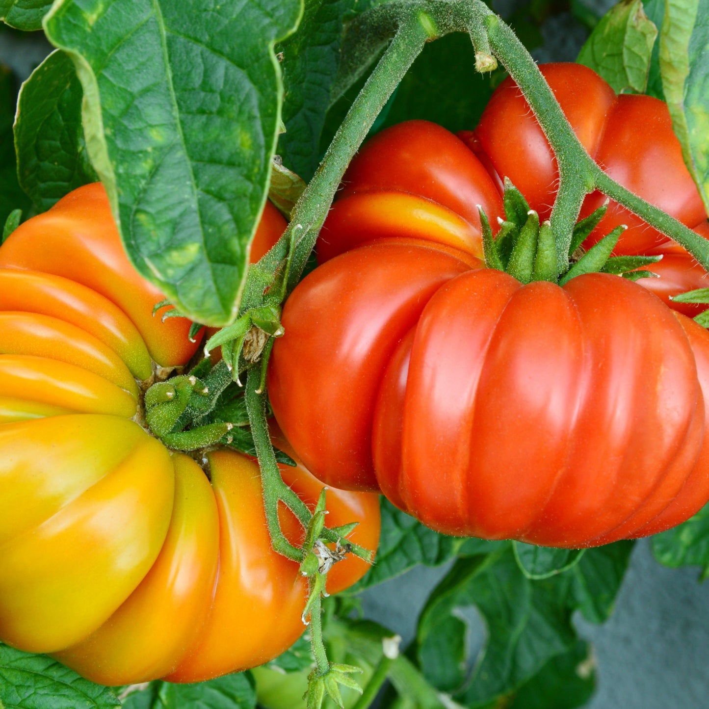 Beefsteak Tomato Seeds ¨C Heirloom Garden Variety