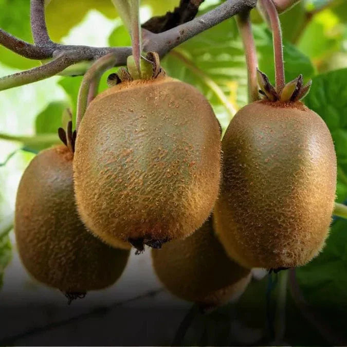 Kiwi Plant Seeds Fruit Seeds for Home Gardens, Containers & Outdoor Growing