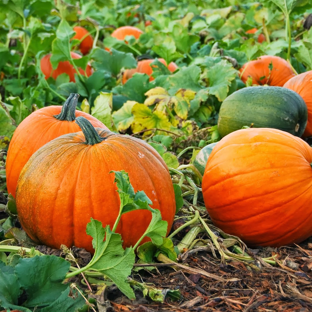Pumpkin Seeds - Heirloom Fruiting Garden Vine Variety for Planting, Seeds | Heirloom Non-GMO