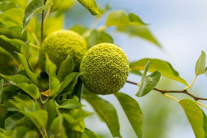 Osage Orange Maclura pomifera Tree Seeds for Planting in Landscape Fruit Tree Seeds for Home Gardens, Containers & Outdoor Growing