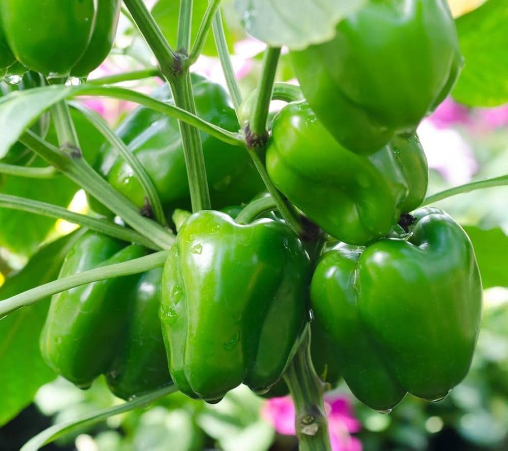Capsicum Seeds for Planting Capsicum Annuum vegetable patch balcony garden for Planting, Premium Seeds | Heirloom Non-GM