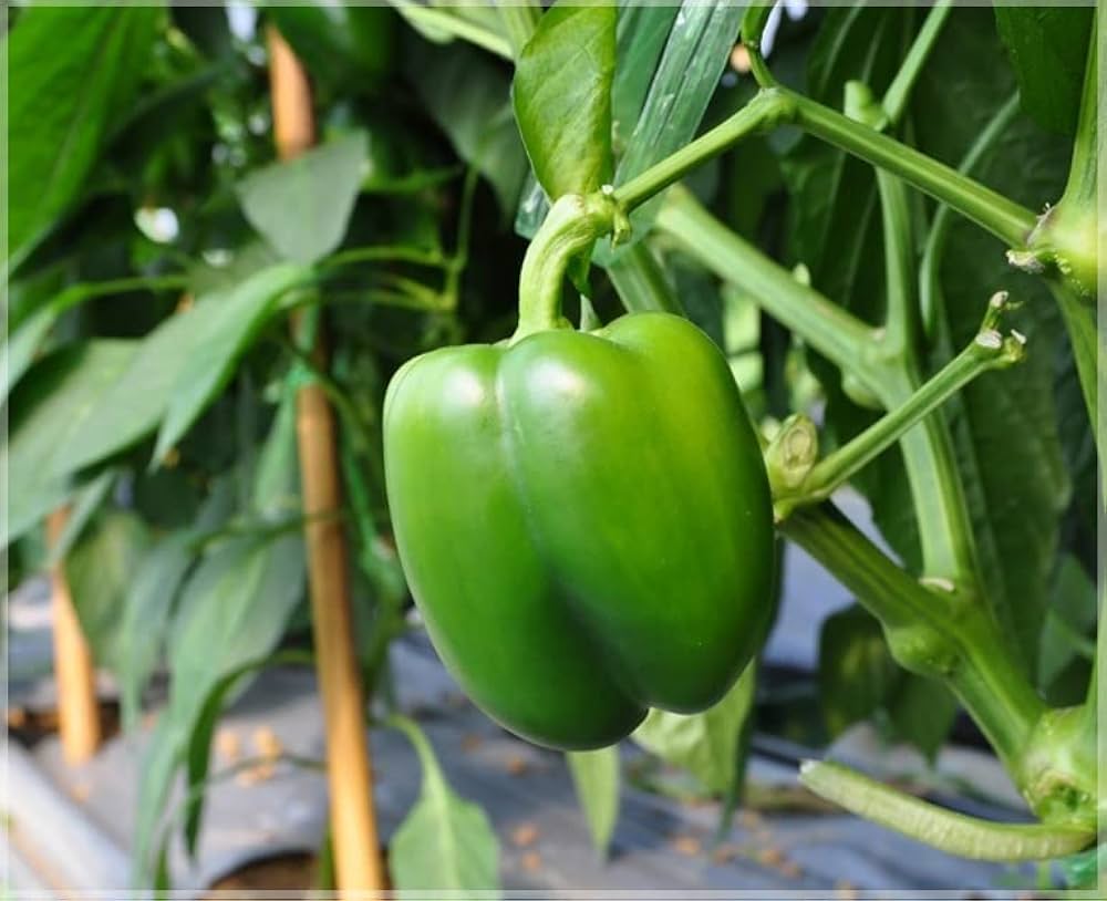Pepper Seeds for Planting Capsicum Annuum vegetable patch spice corner for Planting, Premium Vegetable Seeds | Heirloom