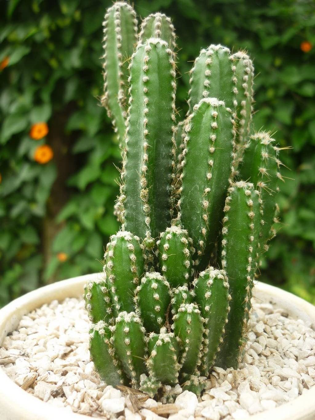 Peruvian Apple Cactus Cereus repandus Seeds for Planting in Desert Garden and Indoor Pots Fruit Seeds for Home Gardens, Containers & Outdoor Growing