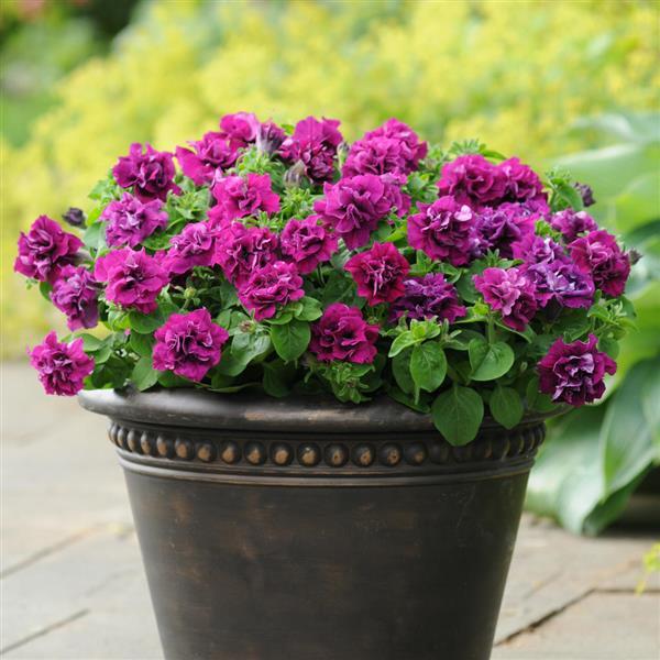 Double Petunia Petunia spp. Flower Seeds for Planting in Flower Bed & Garden Heirloom Non-GMO Seeds