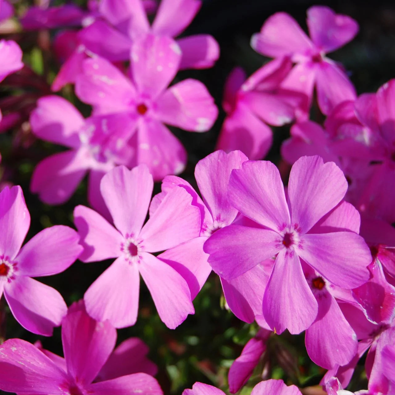 Phlox Flower Seeds for Planting ¨C Mixed Colors, Long-Blooming Garden Variety Heirloom Non-GMO Seeds