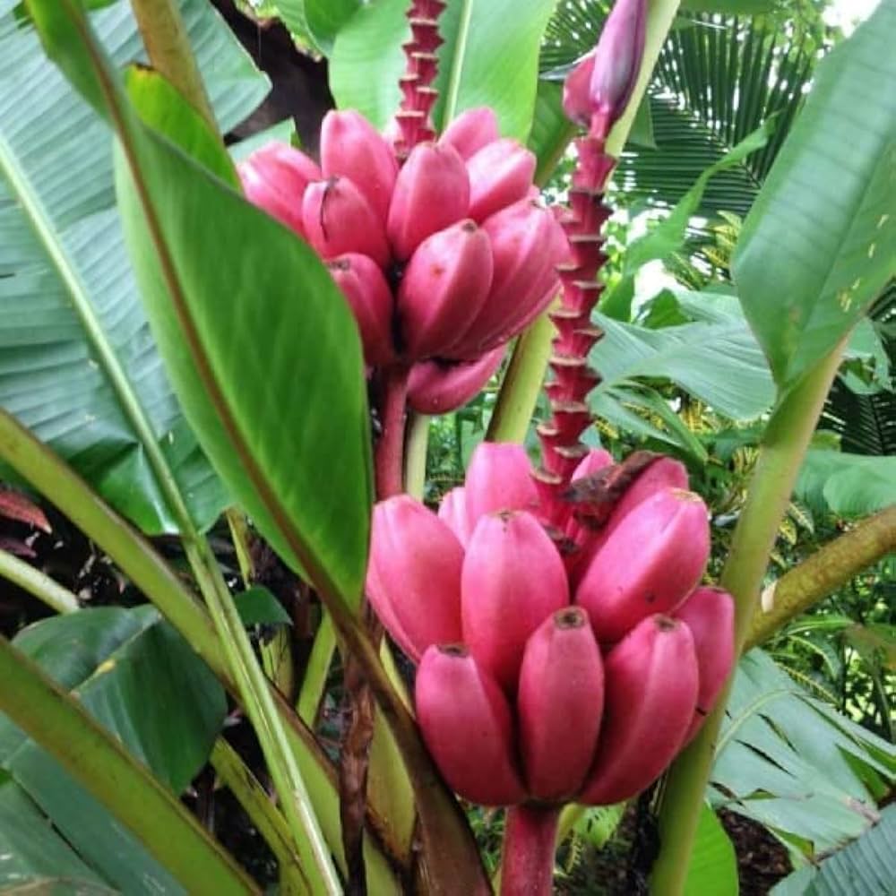 Musa Velutina Pink Banana Tree Seeds Fruit Tree Seeds for Home Gardens, Containers & Outdoor Growing