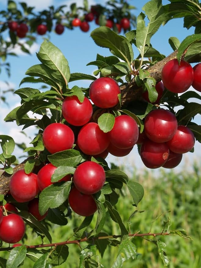 Plum Prunus domestica Fruit Seeds for Planting in Garden Fruit Seeds for Home Gardens, Containers & Outdoor Growing