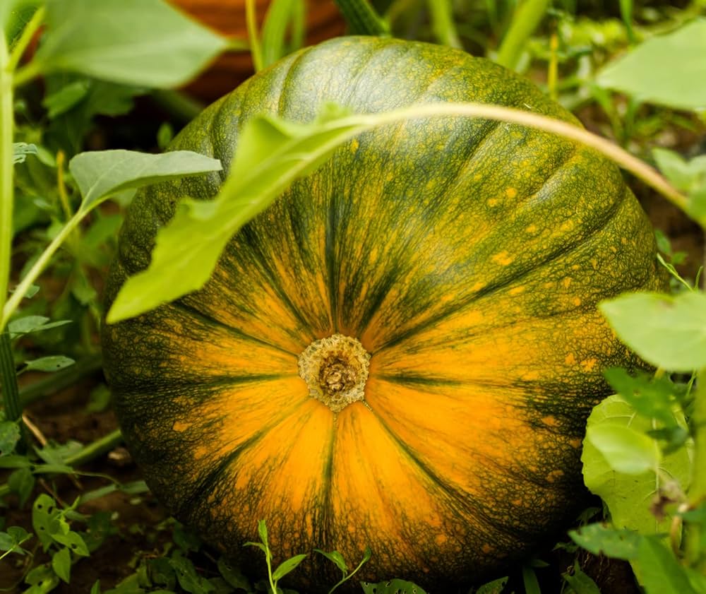 Pumpkin Seeds for Planting Cucurbita Pepo vegetable patch seasonal garden for Planting, Premium Seeds | Heirloom Non-GMO