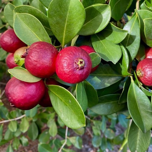 Dwarf Pineapple/Strawberry Guava Psidium littorale Seeds for Planting in Urban Garden Perennial Fruit Seeds for Home Gardens, Raised Beds & Containers