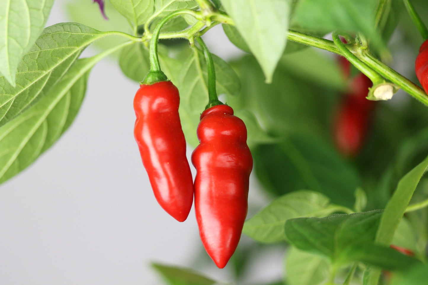 Rocoto Aji Largo Capsicum pubescens Pepper Seeds for Planting in Garden for Planting, Premium Vegetable Seeds | Heirloom