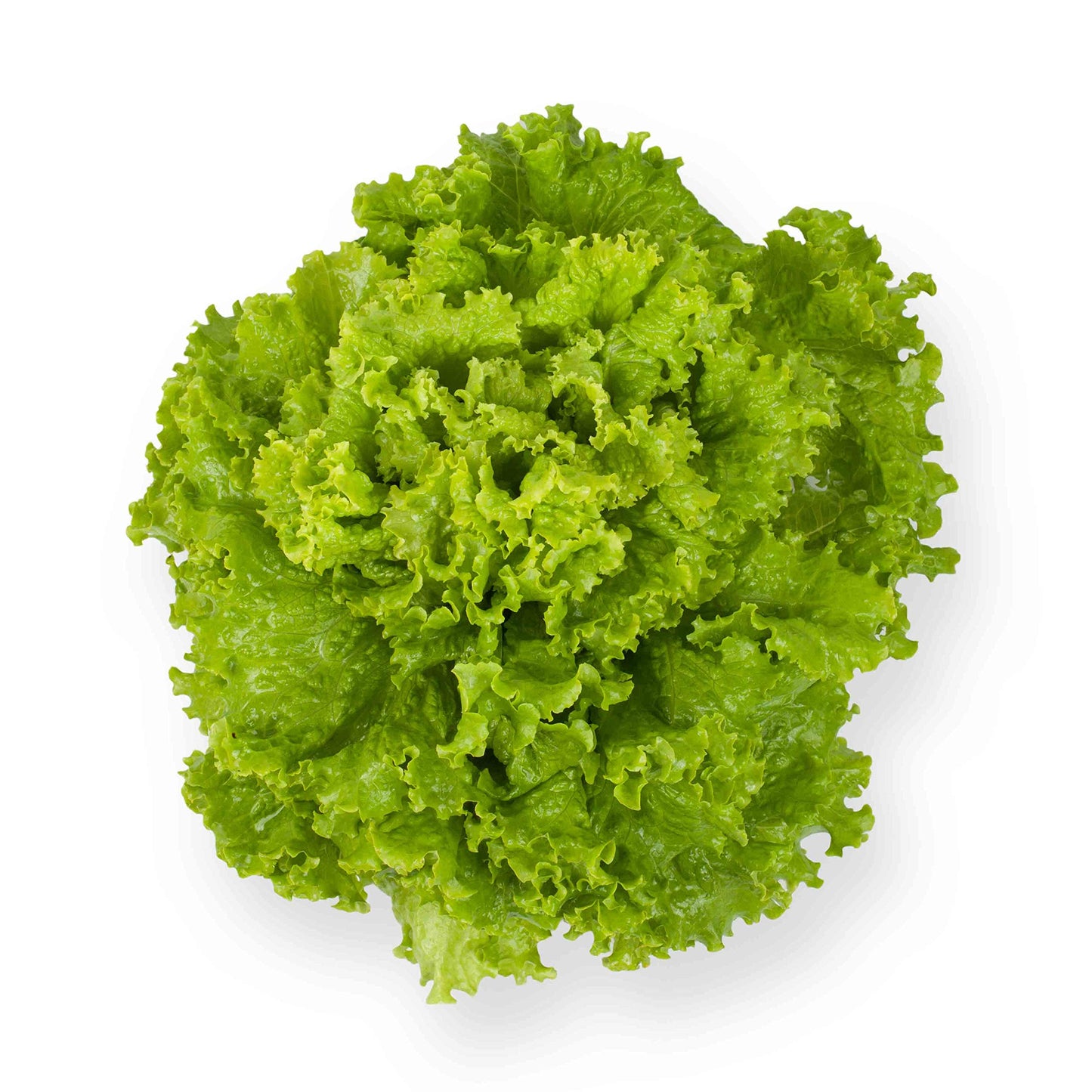 Romaine Lettuce Lactuca sativa Seeds for Planting in Vegetable Patch and Kitchen Garden for Planting, Premium Vegetable