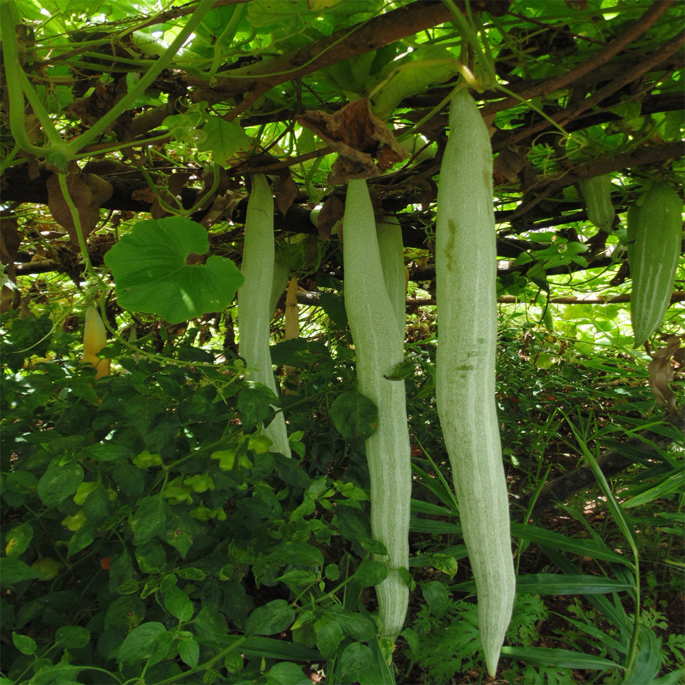Snake Gourd Seeds for Planting Trichosanthes Cucumerina trellis vegetable patch for Planting, Premium Seeds | Heirloom N