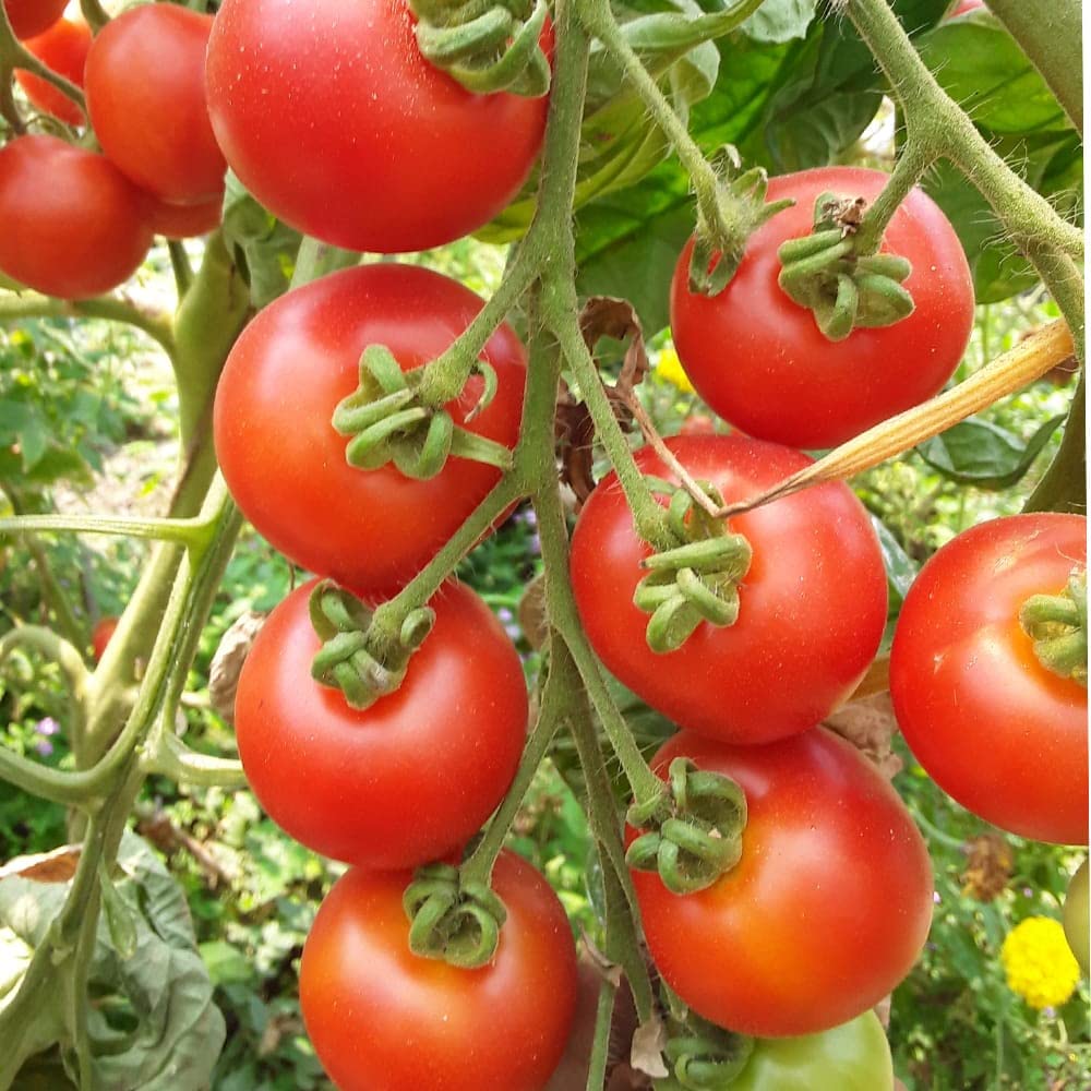 Tomato Seeds for Planting Solanum Lycopersicum Independence Day vegetable patch container garden for Planting, Premium V