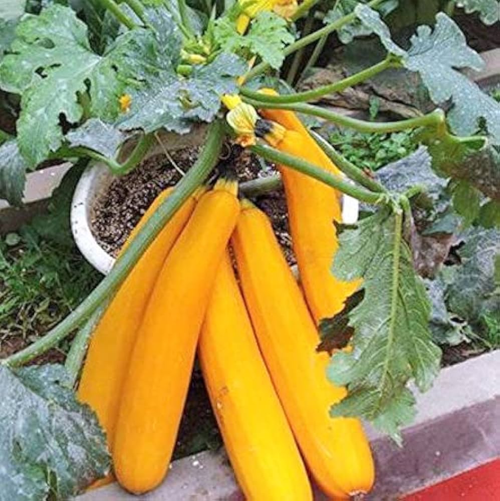 Spaceship Squash Cucurbita maxima Seeds for Planting in Vegetable Patch and Urban Farm for Planting, Premium Seeds | Hei